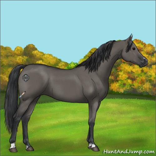 Horse Color:Grullo Sabino Rabicano 