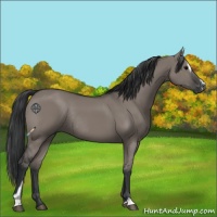 Horse Color:Grullo Sabino Rabicano 