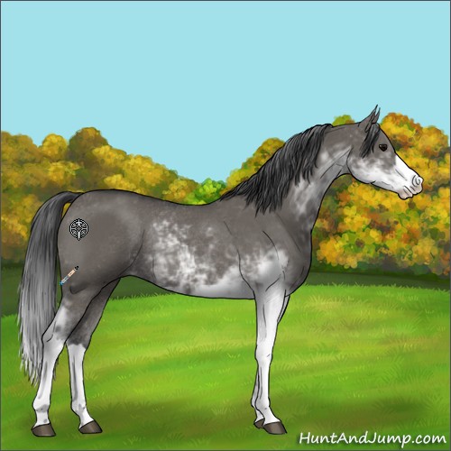 Horse Color:Grullo Sabino Rabicano 