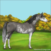 Horse Color:Grullo Sabino Rabicano 