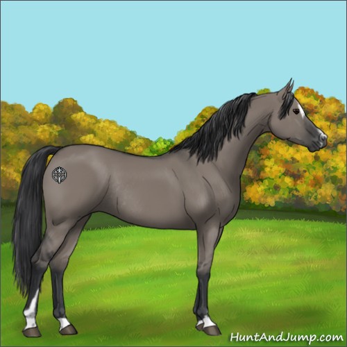 Horse Color:Grullo Sabino Rabicano 