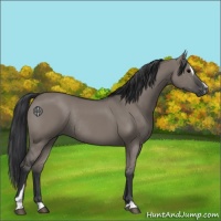 Horse Color:Grullo Sabino Rabicano 