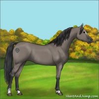 Horse Color:Grullo Sabino Rabicano 