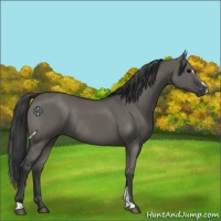 Horse Color:Grullo Sabino Rabicano 