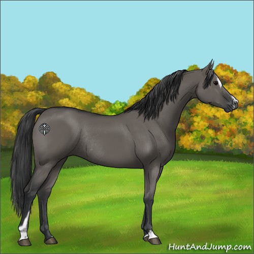 Horse Color:Grullo Sabino Rabicano
