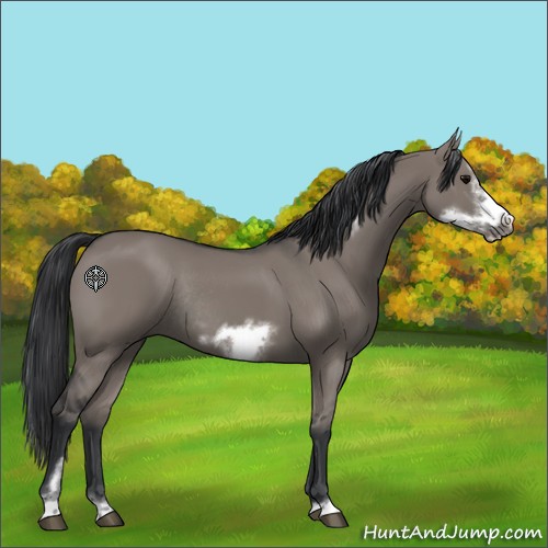 Horse Color:Grullo Sabino Frame Rabicano 