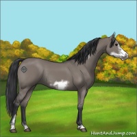 Horse Color:Grullo Sabino Frame Rabicano 
