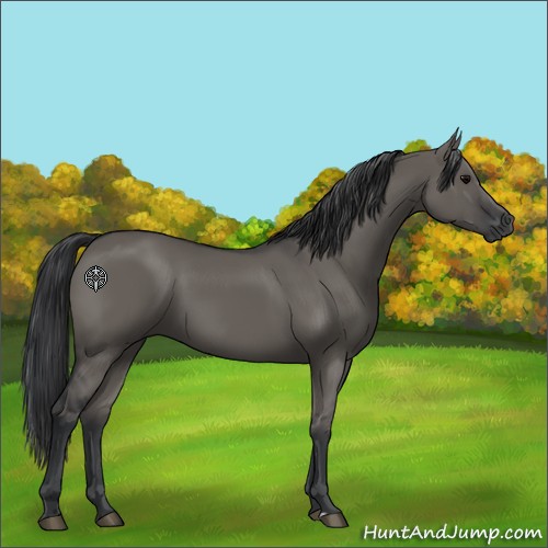 Horse Color:Grullo Sabino Rabicano 