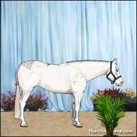 Horse Color:Liver Chestnut Sabino Splash Appaloosa and Liver Chestnut Sabino Appaloosa