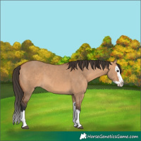 Horse Color:Bay Dun Sabino Splash