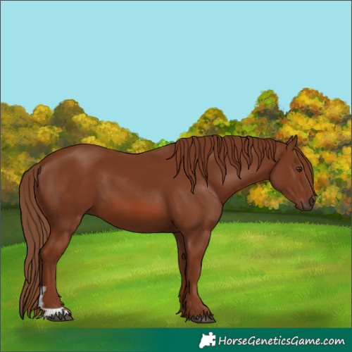 Horse Color:Chestnut 