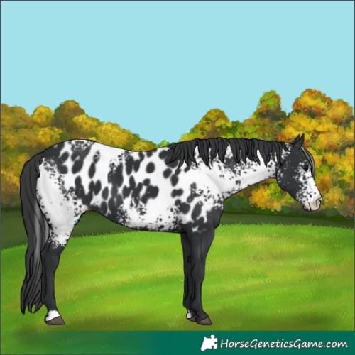 Horse Color:White Spotted Black Appaloosa 