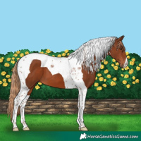 Horse Color:Chestnut Tobiano 