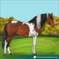 Horse Color:Bay Tobiano 