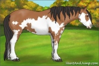 Horse Color:Bay Splash Frame