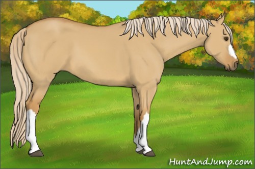 Horse Color:Palomino Dun