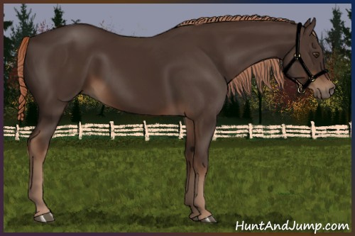 Horse Color:Liver Chestnut Rabicano