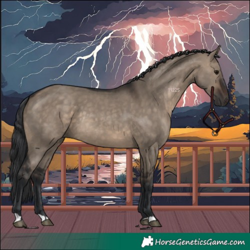 Horse Color:Brown Dun Rabicano 