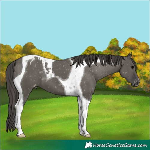 Horse Color:Grullo Tobiano Varnish 