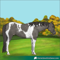 Horse Color:Grullo Tobiano Varnish 