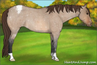 Horse Color:Bay Roan Dun Appaloosa 