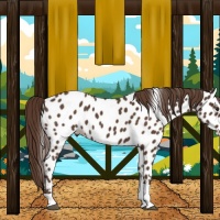 Horse Color:Liver Chestnut Tobiano Appaloosa