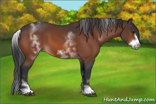 Horse Color:White Spotted Bay Sabino Frame