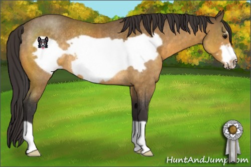 Horse Color:Buckskin Frame Rabicano 