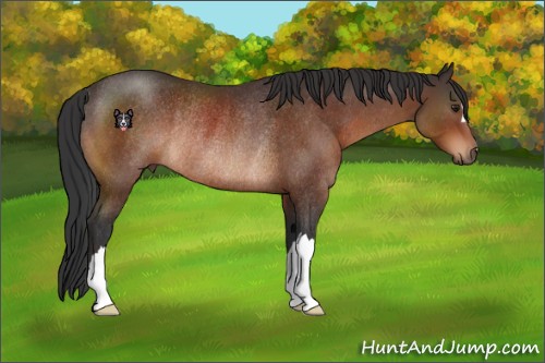 Horse Color:Brown Rabicano 