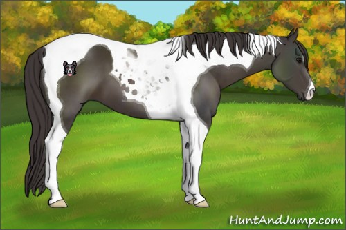 Horse Color:Smoky Black Tobiano 