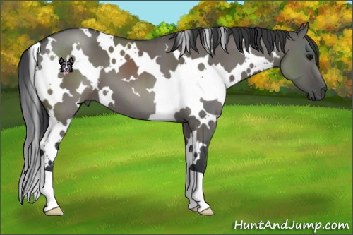 Horse Color:White Spotted Grullo 