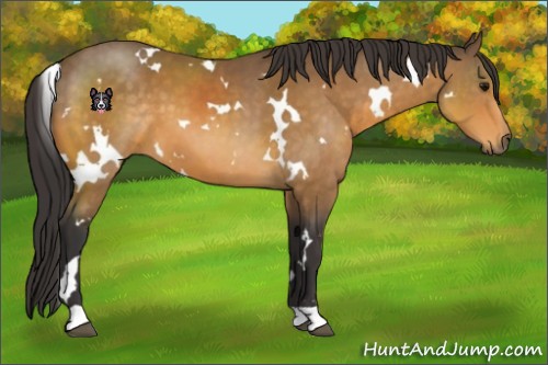 Horse Color:White Spotted Buckskin 