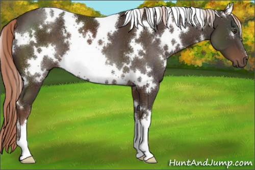 Horse Color:White Spotted Liver Chestnut 