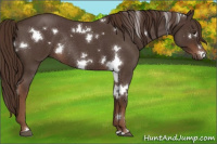 Horse Color:White Spotted Liver Red Roan Rabicano 