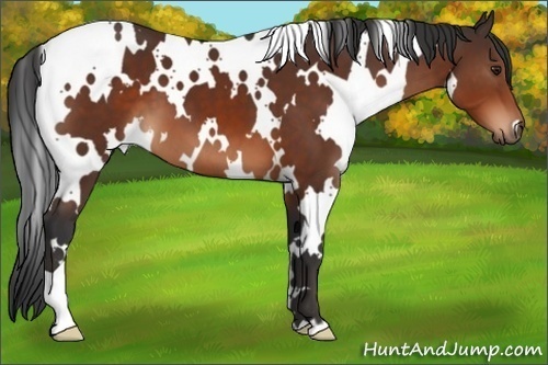 Horse Color:White Spotted Brown 