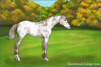 Horse Color:White Spotted Chocolate Palomino Ice Dun Appaloosa Rabicano 