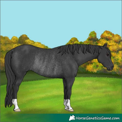 Horse Color:Black Rabicano
