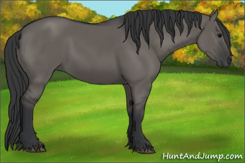 Horse Color:Grullo