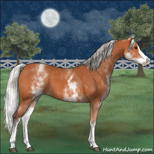 Horse Color:White Spotted Silver Bay Splash 