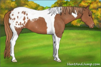 Horse Color:Chestnut Tobiano Appaloosa