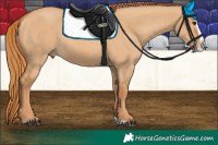 Horse Color:Red Dun Splash 