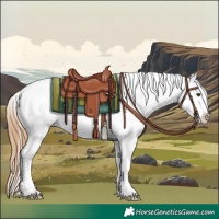 Horse Color:Red Dun Splash Appaloosa 