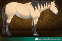 Horse Color:Buckskin 
