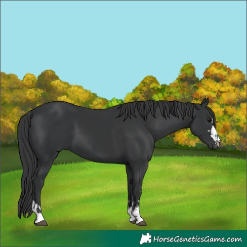 Horse Color:Black  and Black 