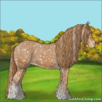 Horse Color:Chestnut Tobiano Appaloosa