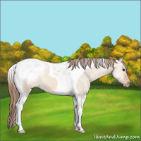 Horse Color:Bay Dun Tobiano Appaloosa 