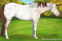 Horse Color:Amber Champagne Ice Dun Sabino Tobiano Appaloosa 