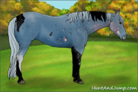 Horse Color:ERROR: UNKNOWN ANOMALY