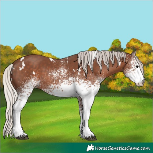 Horse Color:White Spotted Silver Black 