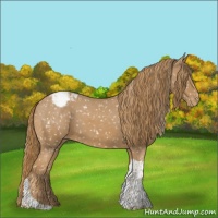 Horse Color:Chestnut Tobiano Appaloosa 